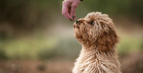 Cavoodle (Cavapoo) - egy népszerű hibrid kutyafajta