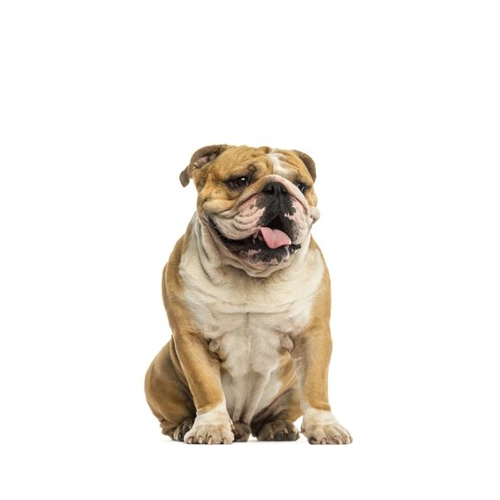 Angol bulldog kutya
