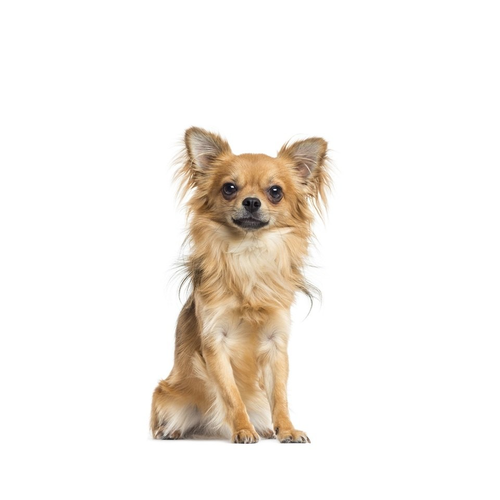 Chihuahua kutyaeledel