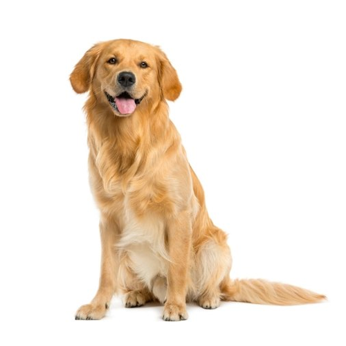 Golden Retriever kutya