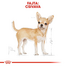 ROYAL CANIN CHIHUAHUA ADULT - Csivava felnőtt fajta kutya száraz táp 3 kg
