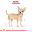 ROYAL CANIN CHIHUAHUA ADULT - Csivava felnőtt fajta kutya száraz táp 0,5 kg