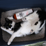 PETS Odor Neutralizer szagsemlegesítő 500 ml