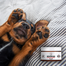 PETS Nose & Paw Balm orr- és mancsápoló balzsam 75 ml