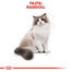 ROYAL CANIN RAGDOLL ADULT - Ragdoll felnőtt macska száraz táp 2 kg