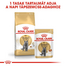 ROYAL CANIN BRITISH SHORTHAIR ADULT - Brit rövidszörű felnőtt macska nedves táp 6x85 g