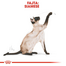 ROYAL CANIN SIAMESE ADULT - Sziámi felnőtt macska száraz táp 4 kg