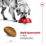 ROYAL CANIN Maxi Adult 4kg száraztáp felnőtt kutyáknak, 5 éves korig, nagytestű fajták