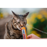 INABA Churu Cat tejszínes csirkés macskaeledel 56 g