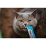INABA Churu Cat krém macska kezelésére tonhal és fésűkagyló 56 g
