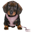 TRIXIE Junior Kiskutya hám pórázzal 26-34 cm/10 mm, 2,00 m, lila