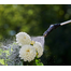 GARDENA EasyPump nyomócsöves permetezőgép 5 l