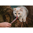 INABA Churu Cat krémes tonhal és lazac macskaeledel 56 g