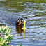 TRIXIE Játék kutyáknak vízi játékhoz Mot Aqua