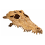 EXOTERRA Rejtekhely krokodil koponyája
