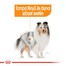 ROYAL CANIN MINI COAT CARE - száraz táp kistestű felnőtt kutyák részére a szebb szőrzetért és az egészséges bőrért 1 kg