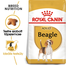 ROYAL CANIN BEAGLE ADULT - Beagle felnőtt kutya száraz táp 12 kg