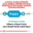 ROYAL CANIN JACK RUSSELL TERRIER PUPPY - Jack RusselL Terrier kölyök kutya száraz táp 3 kg