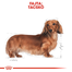 ROYAL CANIN DACHSHUND ADULT - Tacskó felnőtt kutya nedves táp 85g x 12
