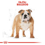 ROYAL CANIN BULLDOG ADULT - Angol Bulldog felnőtt kutya száraz táp 3 kg